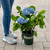 Hydrangea macrophylla Blue Enchantress 274329